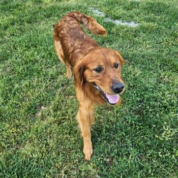 Golden Retriever Dogs Available for Adoption in Louisville, Kentucky - Hermes Rios | PetCurious
