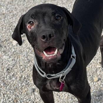 Serious -  Labrador Retriever and Mixed Breed Dog for Adoption in St. Peters, Missouri - Serious | PetCurious