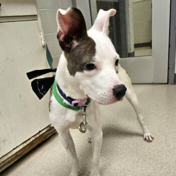 Pearl -  Pit Bull Terrier Dog for Adoption in Evansville, Indiana - Pearl | PetCurious