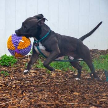 Jimmy -  Mixed Breed Dog for Adoption in Chamblee, Georgia - Jimmy | PetCurious