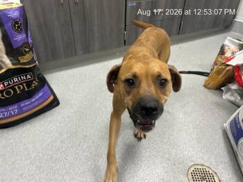 A388203 -  Labrador Retriever and Mixed Breed Dog for Adoption in Ocala, Florida - A388203 | PetCurious
