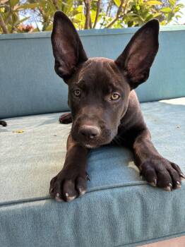 Spark -  American Staffordshire Terrier Dog for Adoption in San Diego, California - Spark | PetCurious