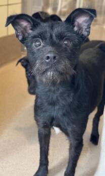 Penny Lane -  Terrier and Mixed Breed Dog for Adoption in San Antonio, Texas - Penny Lane | PetCurious