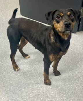 Rescue Pit Bull Terrier and Boxer Dogs for Adoption in Edinburg, Virginia - Little Bit | PetCurious