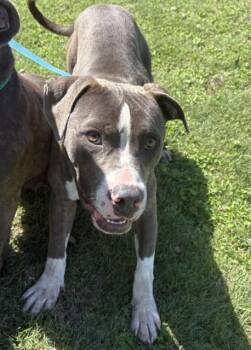 Staffordshire Bull Terrier Dogs Available for Adoption - DENNIS | PetCurious