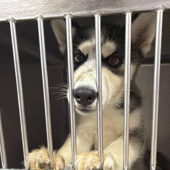 Blue Bonnet Breeze -  Siberian Husky Dog for Adoption in Northbrook, Illinois - Blue Bonnet Breeze | PetCurious