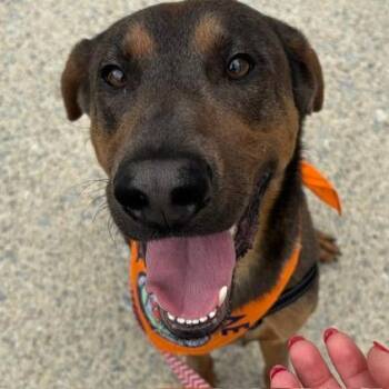 Rue -  Mixed Breed Dog for Adoption in Fairfax Station, Virginia - Rue | PetCurious