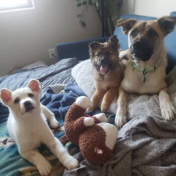 Rescue Mixed Breed Dogs for Adoption in Buffalo, Minnesota - Canada | PetCurious