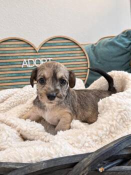 Clara Pearl Victorian -  Yorkshire Terrier and Miniature Schnauzer Dog for Adoption in Friendswood, Texas - Clara Pearl Victorian | PetCurious