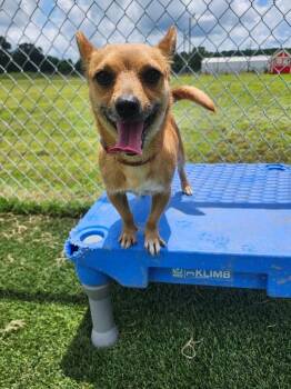 Spyke -  Chihuahua and Mixed Breed Dog for Adoption in Jackson, Tennessee - Spyke | PetCurious
