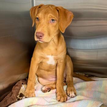 Tink -  Terrier Dog for Adoption in Tampa, Florida - Tink | PetCurious