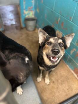 Shepherd and Mixed Breed Dogs Available for Adoption - Lazo | PetCurious