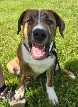 Randal -  Boxer and Mountain Cur Dog for Adoption in Sandusky, Ohio - Randal | PetCurious