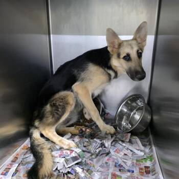 Felicity -  Shepherd and Mixed Breed Dog for Adoption in Marble, North Carolina - Felicity | PetCurious