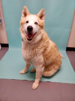 MISTER -  Alaskan Malamute and Mixed Breed Dog for Adoption in Loveland, Colorado - MISTER | PetCurious