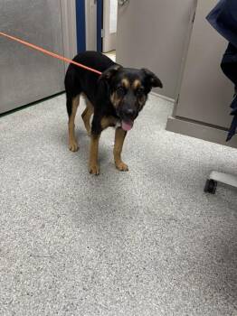 A183714 -  German Shepherd Dog and Mixed Breed Dog for Adoption in Pasadena, Texas - A183714 | PetCurious