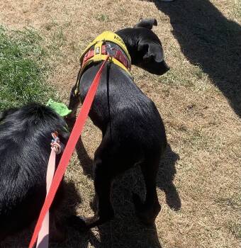 Rescue Terrier and Chihuahua Dogs for Adoption in Chinle, Arizona - Darth | PetCurious