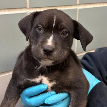 Terrier Dogs Available for Adoption - NALA | PetCurious