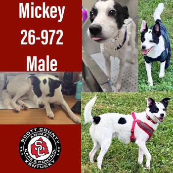 Mickey -  Terrier Dog for Adoption in Georgetown, Kentucky - Mickey | PetCurious