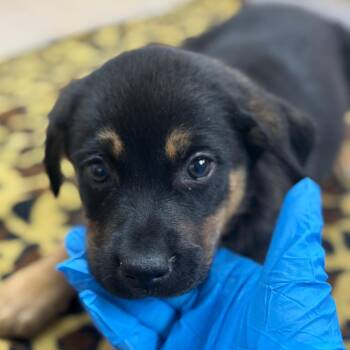 Shepherd Dogs Available for Adoption - Fudge Brownie | PetCurious