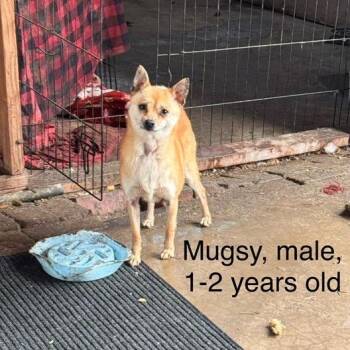 Chihuahua and Mixed Breed Dogs Available for Adoption - Mugsy | PetCurious