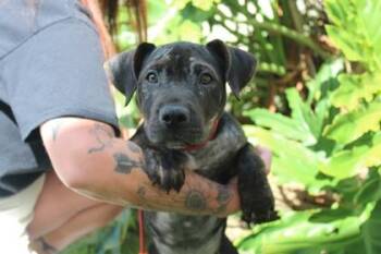Fealony -  American Bulldog and Mixed Breed Dog for Adoption in Brunswick, Georgia - Fealony | PetCurious