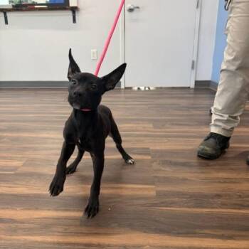 Widget -  Mixed Breed Dog for Adoption in Jeffersonville, Indiana - Widget | PetCurious