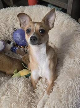 Chihuahua and Mixed Breed Dogs Available for Adoption - Molly | PetCurious