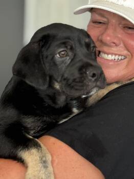 CR - Remi -  Labrador Retriever Dog for Adoption in San Diego, California - CR - Remi | PetCurious