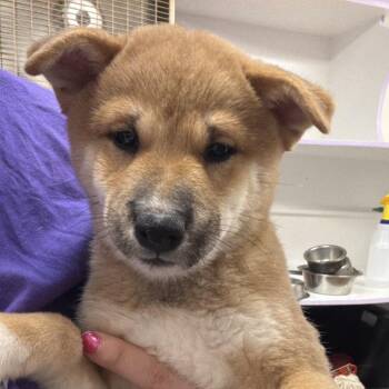 Quan -  Shiba Inu Dog for Adoption in Northbrook, Illinois - Quan | PetCurious