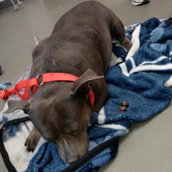IVHS-Stray-140844 -  Pit Bull Terrier Dog for Adoption in San Gabriel, California - IVHS-Stray-140844 | PetCurious