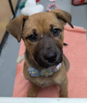 German Shepherd Dog and Golden Retriever Dogs Available for Adoption - Kia | PetCurious