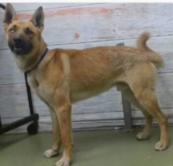 German Shepherd Dog and Husky Dogs Available for Adoption in Frazier Park, California - Junior | PetCurious