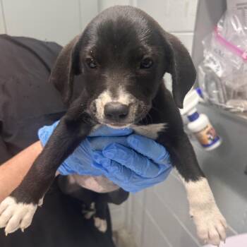 Joy -  Mixed Breed Dog for Adoption in Summerville, South Carolina - Joy | PetCurious