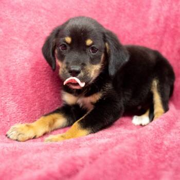Scorpio -  Hound and Mixed Breed Dog for Adoption in Pawling, New York - Scorpio | PetCurious