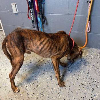 TUSC-Stray-85687 -  Pit Bull Terrier and Mixed Breed Dog for Adoption in Tuscaloosa, Alabama - TUSC-Stray-85687 | PetCurious
