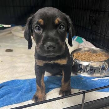 Theodore -  Mixed Breed Dog for Adoption in Lake Panasoffkee, Florida - Theodore | PetCurious
