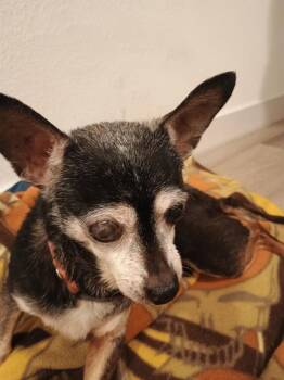Rescue Chihuahua Dogs for Adoption in San Antonio, Texas - CHIKITA | PetCurious