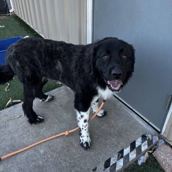 Great Pyrenees and Newfoundland Dog Dogs Available for Adoption - Rip | PetCurious