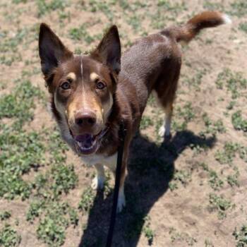 Husky Dogs Available for Adoption in Aurora, Colorado - VINNY | PetCurious