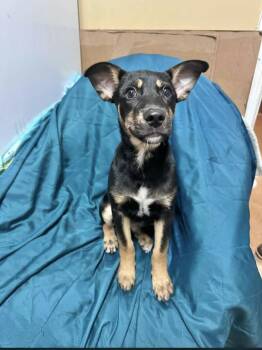 Anchor -  Shepherd Dog for Adoption in Manchester, Connecticut - Anchor | PetCurious