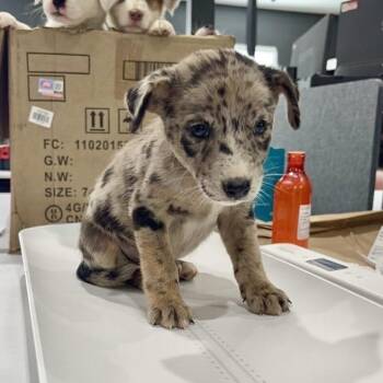 Jitterbug -  Australian Shepherd and Catahoula Leopard Dog Dog for Adoption in Livingston, Texas - Jitterbug | PetCurious