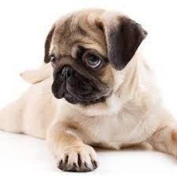 Cootie prod test- not for adoption- test share twitter -  Pug Dog Available for Adoption in Bettles, Alaska - Cootie Prod Test- Not For Adoption- Test Share Twitter | PetCurious