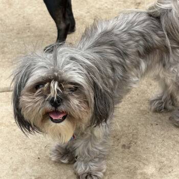 Louella BONDED with Lola -  Shih Tzu Dog for Adoption in Williston, Vermont - Louella BONDED With Lola | PetCurious