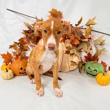 1122 (2026) Basil -  Pit Bull Terrier and Mixed Breed Dog for Adoption in Parker, Colorado - 1122 (2026) Basil | PetCurious
