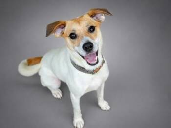 Dory -  Parson Russell Terrier and Mixed Breed Dog for Adoption in Bowling Green, Kentucky - Dory | PetCurious