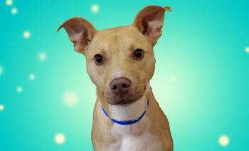 Rescue Labrador Retriever and Mixed Breed Dogs for Adoption in Fort Lauderdale, Florida - GRIMZ | PetCurious