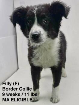 Border Collie Dogs Available for Adoption in Pomfret, Connecticut - FILLY | PetCurious