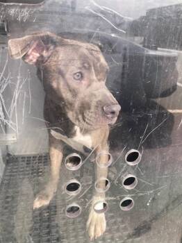LOIS -  Pit Bull Terrier and Labrador Retriever Dog for Adoption in Dallas, Texas - LOIS | PetCurious