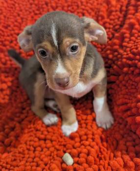 Weiner -  Chiweenie Dog for Adoption in Kingsburg, California - Weiner | PetCurious